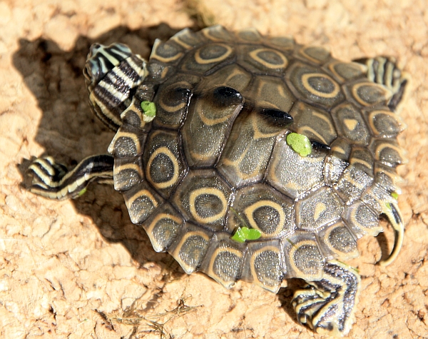 PrachtHöckerschildkröte Graptemys oculifera